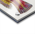 Antique Prickly anglerfish South Pacific Fishes by Frank Edward Clarke 1849-1899.  Acrylic print