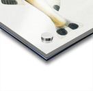 Antique fish gonorynchus fosteri sand fish South Pacific Fishes by Frank Edward Clarke 1849-1899.  Acrylic print