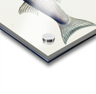 Antique fish Flathead grey mullet South Pacific Fishes by Frank Edward Clarke 1849-1899.  Acrylic print