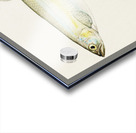 Antique fish Retropinna Retropinna South Pacific Fishes by Frank Edward Clarke 1849-1899.  Acrylic print