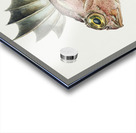 Antique fish neosebastes scorpaenoides ruddy gurnard perch South Pacific Fishes by Frank Edward Clarke 1849-1899.  Acrylic print