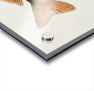 Antique fish Goldfish South Pacific Fishes by Frank Edward Clarke 1849-1899.  Acrylic print