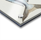 Antique fish Brama brama NZ - Ray’s Bream South Pacific Fishes by Frank Edward Clarke 1849-1899.  Acrylic print