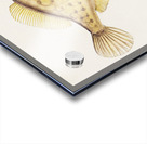 Antique fish Pseudomonacanthus peroni South Pacific Fishes by Frank Edward Clarke 1849-1899.  Acrylic print