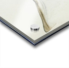 Antique fish Requiem Shark South Pacific Fishes by Frank Edward Clarke 1849-1899.  Acrylic print