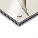 Antique fish callorhynchus milii elephant fish South Pacific Fishes by Frank Edward Clarke 1849-1899.  Acrylic print