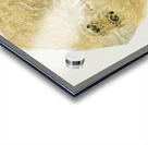 Antique fish sardinops neopilchardus pilchard South Pacific Fishes by Frank Edward Clarke 1849-1899.  Acrylic print