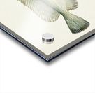 Antique fish Pseudophycis barbata Tas : Southern Bastard Red Cod South Pacific Fishes by Frank Edward Clarke 1849-1899.  Acrylic print