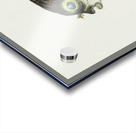 Antique fish diodon sp porcupine fish South Pacific Fishes by Frank Edward Clarke 1849-1899.  Acrylic print