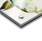 Antique Elephant fish South Pacific Fishes by Frank Edward Clarke 1849-1899.  Acrylic print