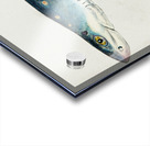 Antique fish Squalus acanthias NZ : Spotted spiny dogfish South Pacific Fishes by Frank Edward Clarke 1849-1899.  Acrylic print