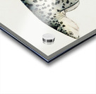 Antique fish Notorynchus cepedianus Tas : Broad seven-gill shark South Pacific Fishes by Frank Edward Clarke1849-1899.  Acrylic print