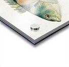 Antique fish Wrasse South Pacific Fishes by Frank Edward Clarke 1849-1899.  Acrylic print