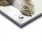 Antique fish aplodactylus arctidens marblefish keke South Pacific Fishes by Frank Edward Clarke 1849-1899.  Acrylic print