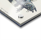 Antique fish possibly cristiceps sp weedfish South Pacific Fishes by Frank Edward Clarke 1849-1899.  Acrylic print