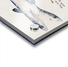 Antique fish Spotted spiny Dogfish South Pacific Fishes by Frank Edward Clarke 1849-1899.  Acrylic print