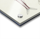 Antique fish Photichthys argenteus NZ : Lighthouse fish South Pacific Fishes by Frank Edward Clarke 1849-1899.  Acrylic print