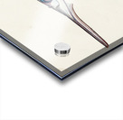 Antique fish Hyporhamphus Melanochir South Pacific Fishes by Frank Edward Clarke 1849-1899.  Acrylic print