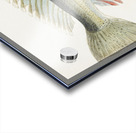 Antique fish Parapercis colias South Pacific Fishes by Frank Edward Clarke 1849-1899.  Acrylic print