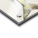 Antique fish Arripis trutta NZ : Kahawai South Pacific Fishes by Frank Edward Clarke 1849-1899.  Acrylic print