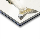 Antique fish White Spotted Greyling South Pacific Fishes by Frank Edward Clarke 1849-1899.  Acrylic print