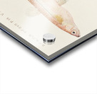 Antique fish athennidae South Pacific Fishes by Frank Edward Clarke 1849-1899.  Acrylic print