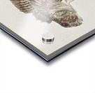 Antique fish Blennodon dorsale Giant triplefin South Pacific Fishes by Frank Edward Clarke 1849-1899.  Acrylic print