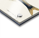 Antique fish Sphyraena novaehollandiae South Pacific Fishes by Frank Edward Clarke 1849-1899.  Acrylic print