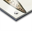 Antique fish genypterus sp ling South Pacific Fishes by Frank Edward Clarke 1849-1899.  Acrylic print