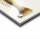 Antique fish platycephalus bassensis South Pacific Fishes by Frank Edward Clarke 1849-1899.  Acrylic print