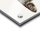 Antique Climbing Galaxias South Pacific Fishes by Frank Edward Clarke 1849-1899.  Acrylic print