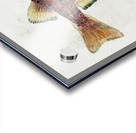 Antique fish Galaxias Maculatus South Pacific Fishes by Frank Edward Clarke 1849-1899.  Acrylic print