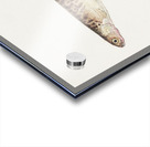 Antique fish galaxias gracilis dwarf inanga South Pacific Fishes by Frank Edward Clarke 1849-1899.  Acrylic print