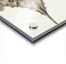 Antique Prickly anglerfish South Pacific Fishes by Frank Edward Clarke 1849-1899.  Acrylic print