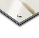 Antique fish pristiophorus nudipinnis South Pacific Fishes by Frank Edward Clarke 1849-1899.  Acrylic print