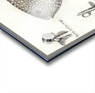 Antique Gillbanks Globe fish South Pacific Fishes by Frank Edward Clarke 1849-1899.  Acrylic print