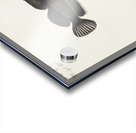 Antique fish latridopsis forsteri copper moki South Pacific Fishes by Frank Edward Clarke 1849-1899.  Acrylic print