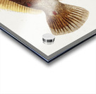 Antique fish Rhombosolea retiaria NZ : Black flounder South Pacific Fishes by Frank Edward Clarke 1849-1899.  Acrylic print