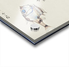 Antique drawing watercolor common hatchetfish marine life. South Pacific Fishes by Frank Edward Clarke 1849-1899. Acrylic print