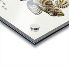 Antique Thornfish South Pacific Fishes by Frank Edward Clarke 1849-1899.  Acrylic print