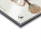 Antique fish possibly cristiceps australis weedfish South Pacific Fishes by Frank Edward Clarke 1849-1899.  Impression Acrylique