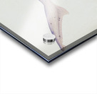 Antique fish Tiger Shark South Pacific Fishes by Frank Edward Clarke 1849-1899.  Acrylic print