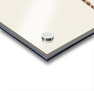 Antique fish hippocampus abdominalis seahorse South Pacific Fishes by Frank Edward Clarke 1849-1899.  Acrylic print