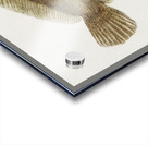 Antique fish possibly ammotretis sp flounder South Pacific Fishes by Frank Edward Clarke 1849-1899.  Acrylic print