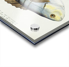 Antique fish Blackfish South Pacific Fishes by Frank Edward Clarke 1849-1899.  Acrylic print