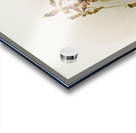 Odontoglossum wattianum from Reichenbachia Orchids 1888-1894 illustrated by Frederick Sander 1847-1920.  Acrylic print