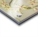 Cymbidium lowianum from Reichenbachia Orchids 1888-1894 illustrated by Frederick Sander 1847-1920.  Acrylic print