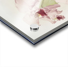 Cattleya labiata from Reichenbachia Orchids 1888-1894 illustrated by Frederick Sander 1847-1920.  Acrylic print