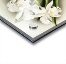 Cattleya labiata from Reichenbachia Orchids 1888-1894 illustrated by Frederick Sander 1847-1920.  Acrylic print