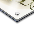 Odontoglossum excellens from Reichenbachia Orchids 1888-1894 illustrated by Frederick Sander 1847-1920.  Acrylic print